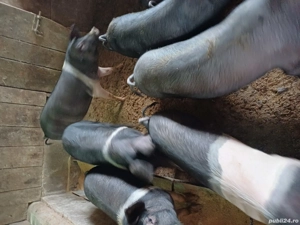 porci de vinzare