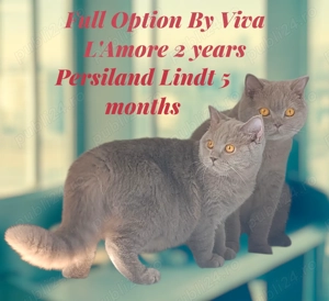 British longhair lilac și blue