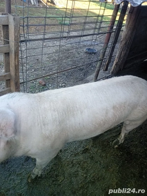 vand scroafe - imagine 3 vand scroafe - imagine 3