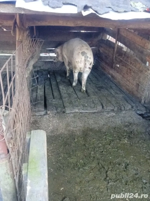 vand scroafe - imagine 2 vand scroafe - imagine 2