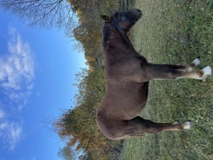 Elado 6 honapos mén csiko