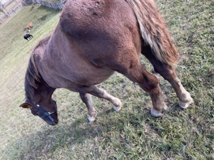 Elado 6 honapos mén csiko - imagine 2 Elado 6 honapos mén csiko - imagine 2