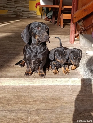 fetița teckel neagră  - imagine 5 fetița teckel neagră  - imagine 5