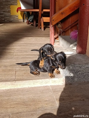 fetița teckel neagră  - imagine 2 fetița teckel neagră  - imagine 2