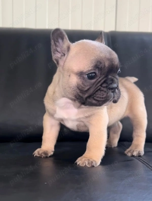 Pui buldog bulldog francez baiețel