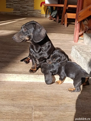 fetița teckel neagră  - imagine 4 fetița teckel neagră  - imagine 4