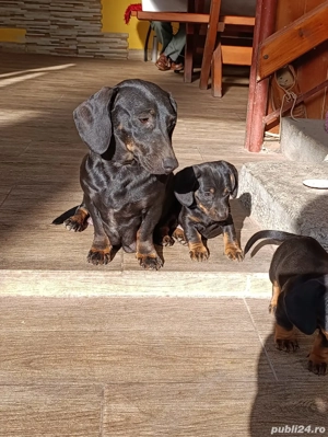 fetița teckel neagră 