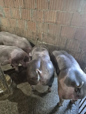 Vand Porci Pietrean! - imagine 3  Vand Porci Pietrean! - imagine 3