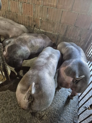 Vand Porci Pietrean! - imagine 2  Vand Porci Pietrean! - imagine 2