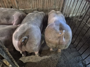  Vand Porci Pietrean!