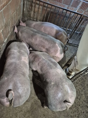 Vand Porci Pietrean! - imagine 4  Vand Porci Pietrean! - imagine 4