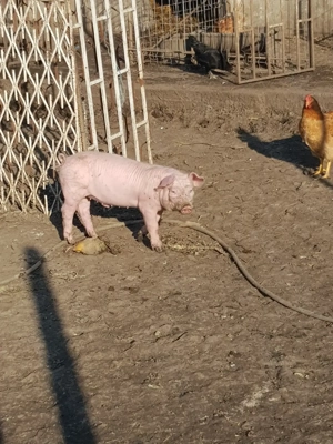 Gîște  si purcei De vinzare  în VIISOARA jud Constanța tel   - imagine 2