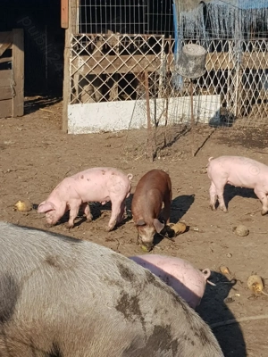 Gîște  si purcei De vinzare  în VIISOARA jud Constanța tel   - imagine 3