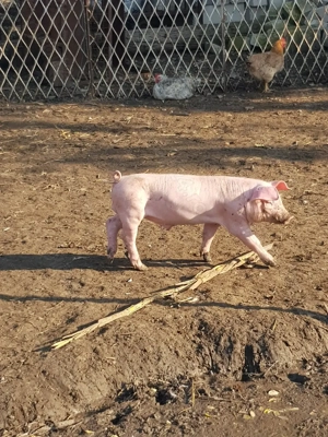 Gîște  si purcei De vinzare  în VIISOARA jud Constanța tel   - imagine 4