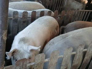 Porci de vanzare - imagine 3 Porci de vanzare - imagine 3