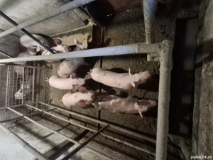 Vând șoldani 30-40 kg - imagine 2 Vând șoldani 30-40 kg - imagine 2