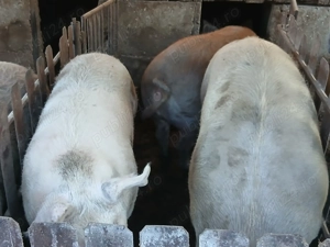 Porci de vanzare - imagine 5 Porci de vanzare - imagine 5