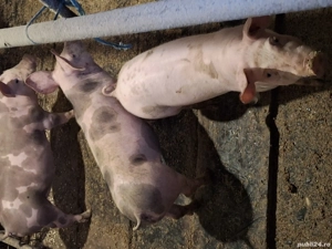 Vând șoldani 30-40 kg - imagine 3 Vând șoldani 30-40 kg - imagine 3