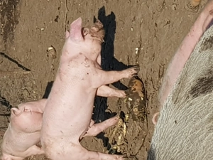 Purcei de vinzare  telefon  