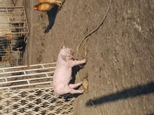 Purcei de vinzare  telefon   - imagine 2