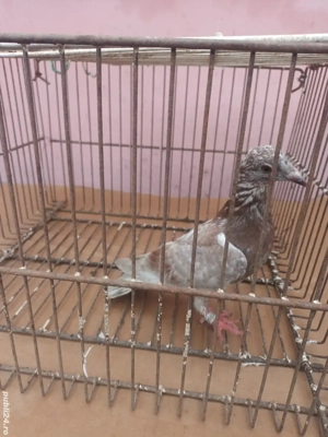 Porumbei voiajori  - imagine 3