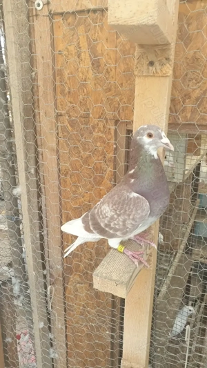 Ocazie! Vand 4 masculi voiajori de concurs cu origini foarte bune!