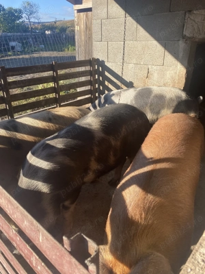 Vand 4 porci 100-130 kg ! 14 LEI kg   