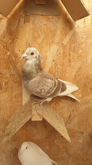 Ocazie! Vand 4 masculi voiajori de concurs cu origini foarte bune! - imagine 3