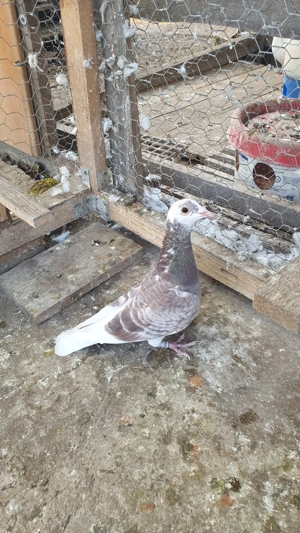 Ocazie! Vand 4 masculi voiajori de concurs cu origini foarte bune! - imagine 2