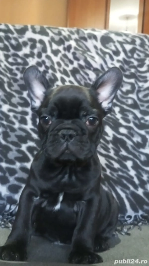 bulldog francez mascul  - imagine 2