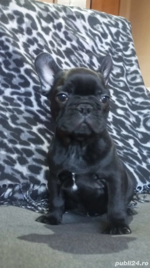 bulldog francez mascul  - imagine 3