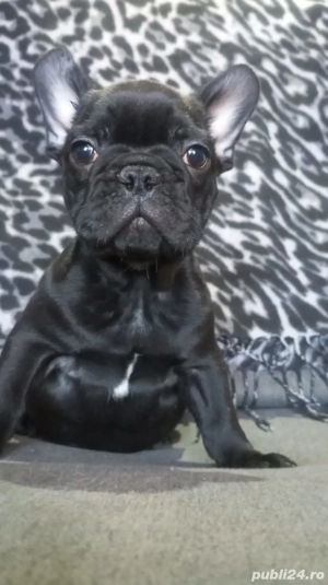 bulldog francez mascul