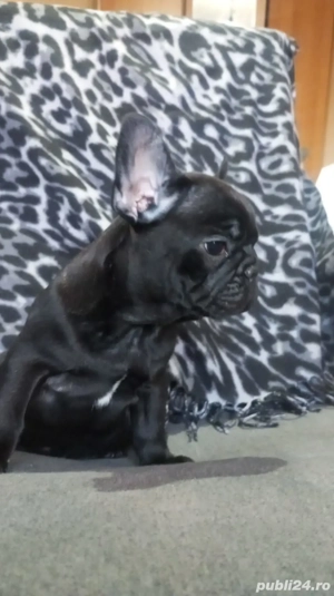 bulldog francez mascul  - imagine 4