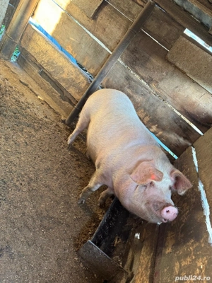 porci de vanzare  - imagine 2