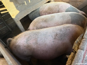 porci de vanzare  - imagine 4