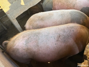 porci de vanzare  - imagine 3