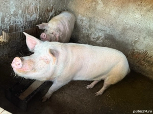 porci de vanzare 