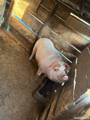 porci de vanzare  - imagine 5