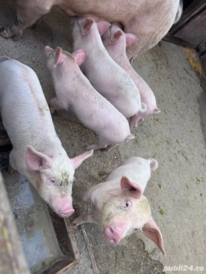 Purcei de vanzare 10 saptamani - imagine 2 Purcei de vanzare 10 saptamani - imagine 2