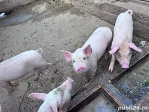 Purcei de vanzare 10 saptamani