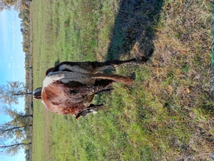 Vând  2 vaci de abator - imagine 2