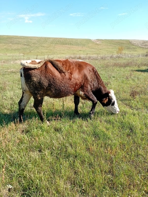 Vând  2 vaci de abator - imagine 3