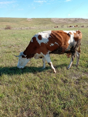 Vând  2 vaci de abator - imagine 4