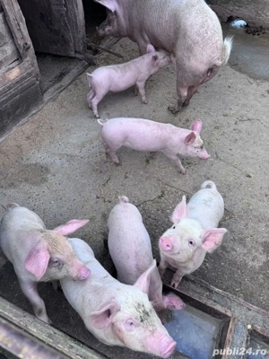 Purcei de vanzare 10 saptamani - imagine 4 Purcei de vanzare 10 saptamani - imagine 4