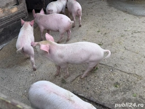 Purcei de vanzare 10 saptamani - imagine 5 Purcei de vanzare 10 saptamani - imagine 5