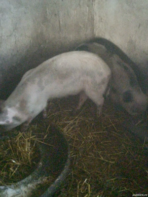 pori si purcei de vânzare 