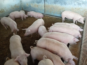 purcei de vânzare  - imagine 4