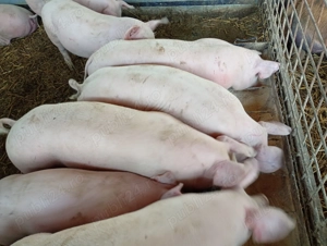 purcei de vânzare  - imagine 2