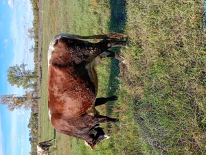 Vând  2 vaci de abator - imagine 5