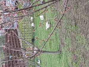 Rațe mute crescute în libertate 